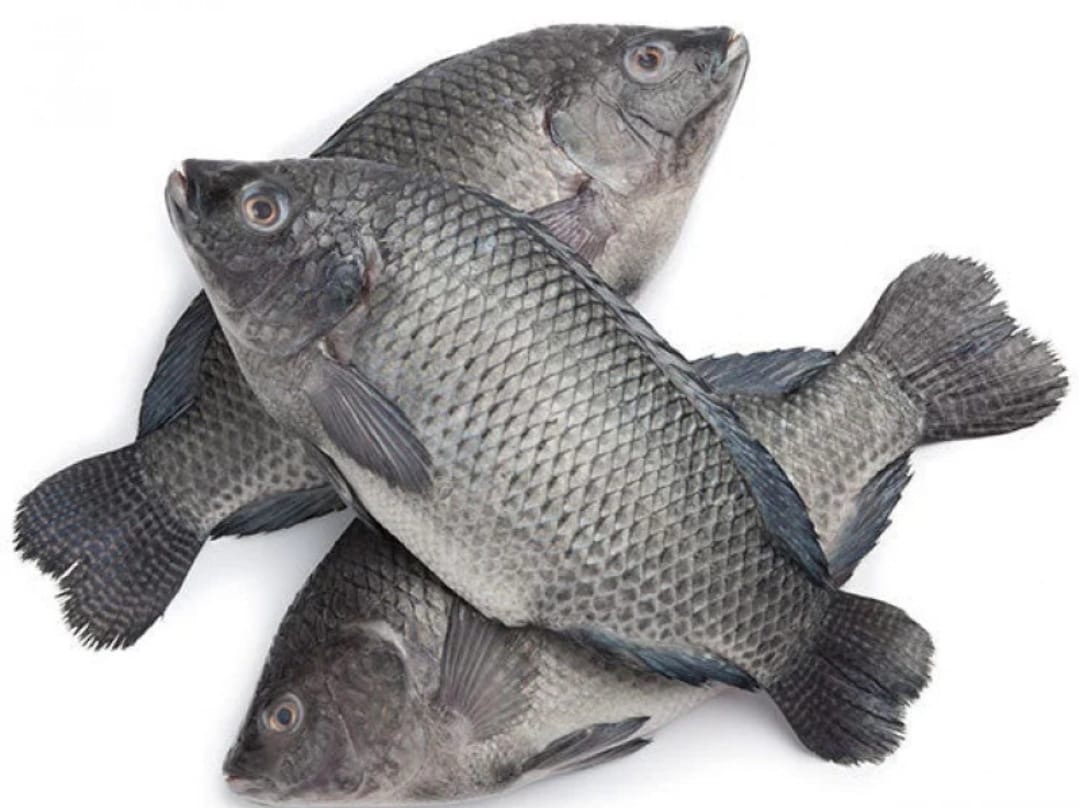Tilapia