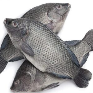 Tilapia